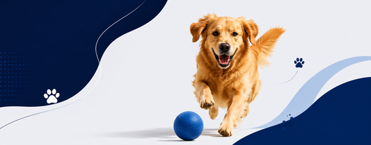 Pet Food and Nutrition: A Beginner’s Guide to Feeding Pets Better